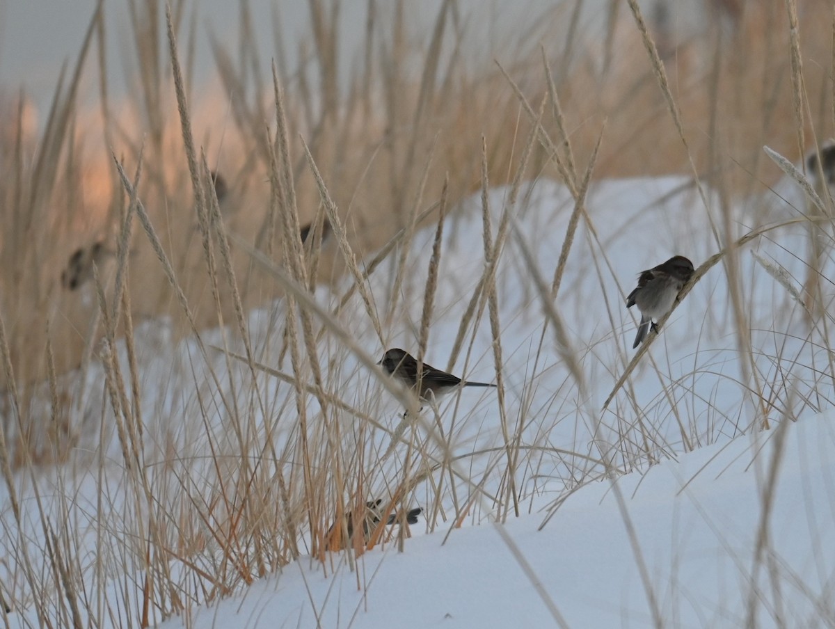 Baumammer - ML646241833