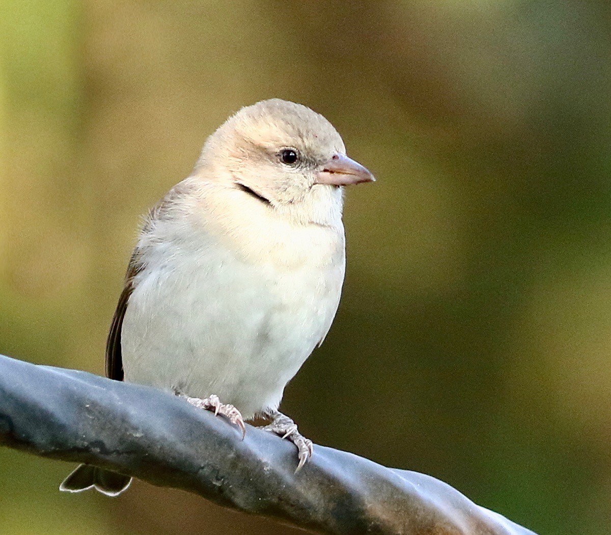 Gelbkehlsperling - ML646241834