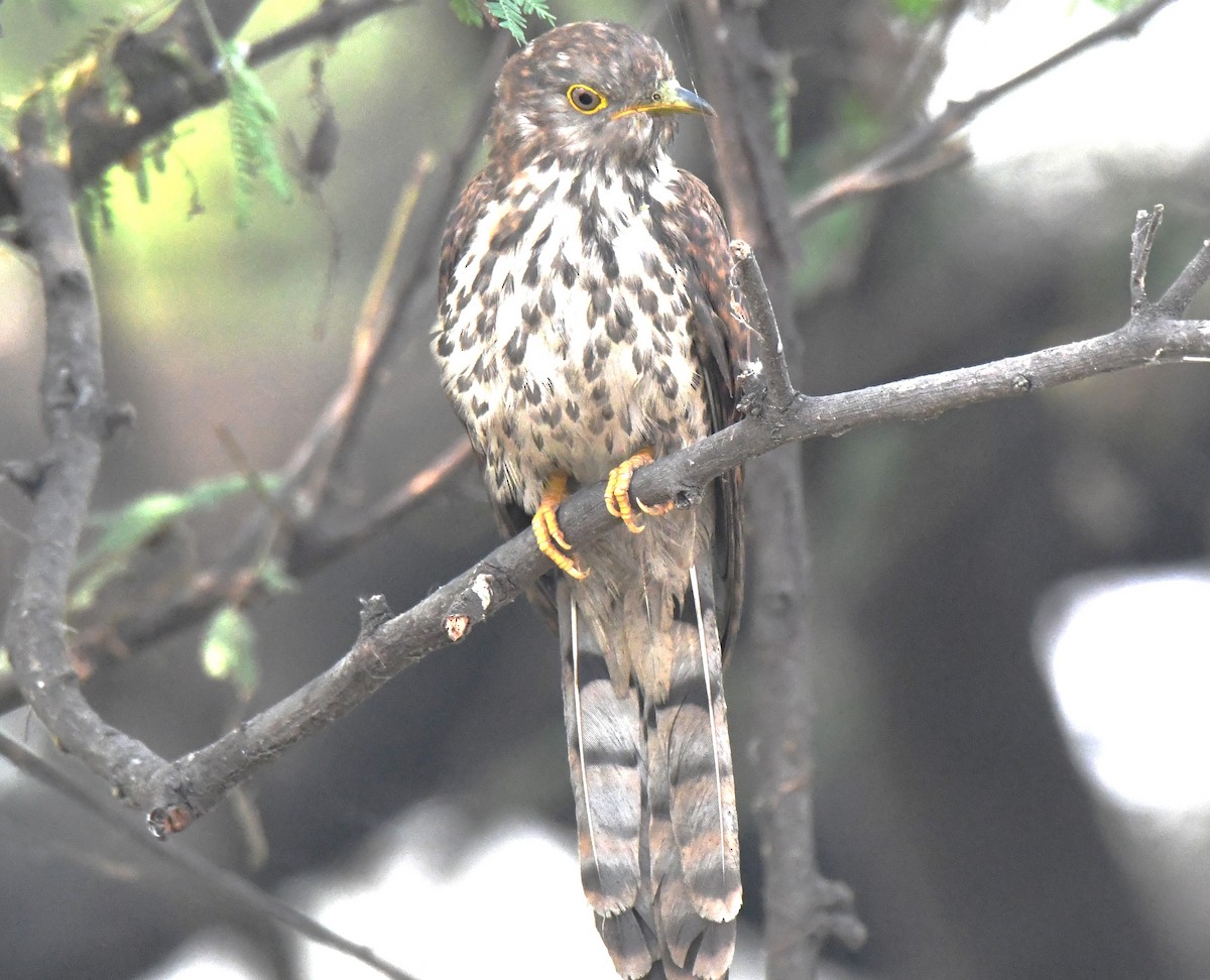 Wechselkuckuck - ML646241835