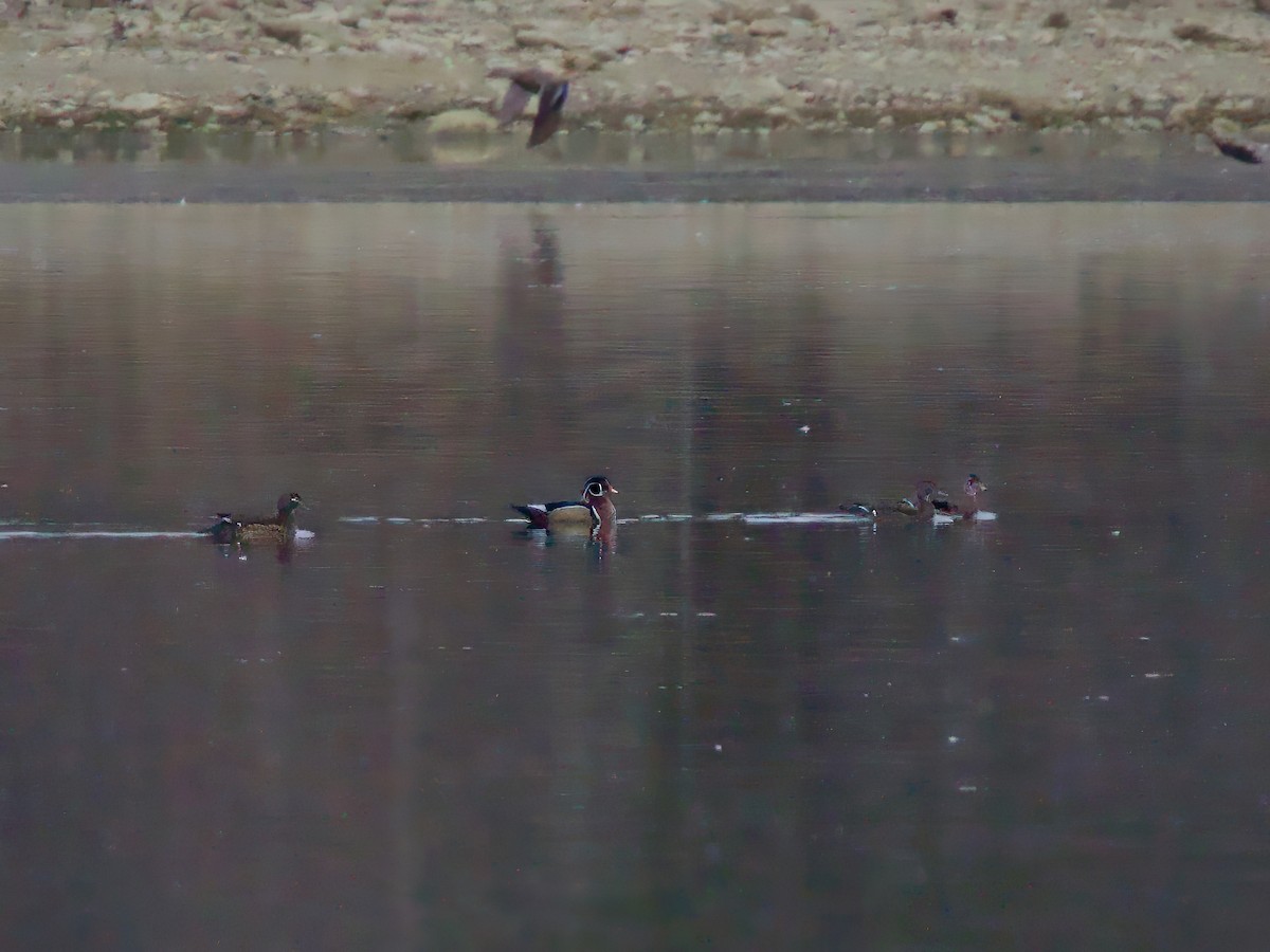 Brautente - ML646241836