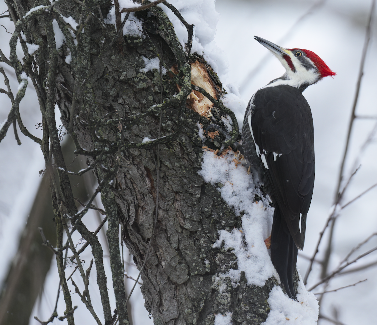 Helmspecht - ML646241837