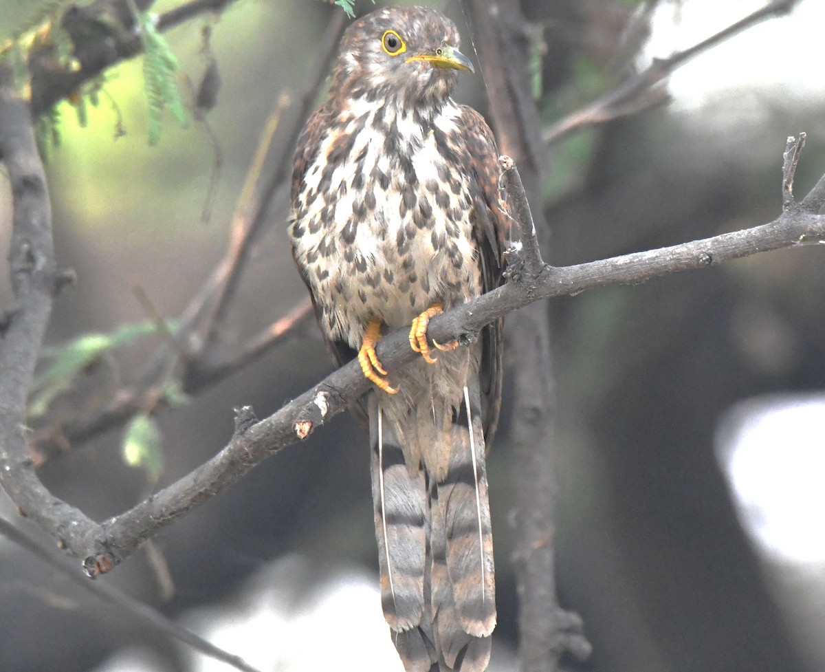 Wechselkuckuck - ML646241838