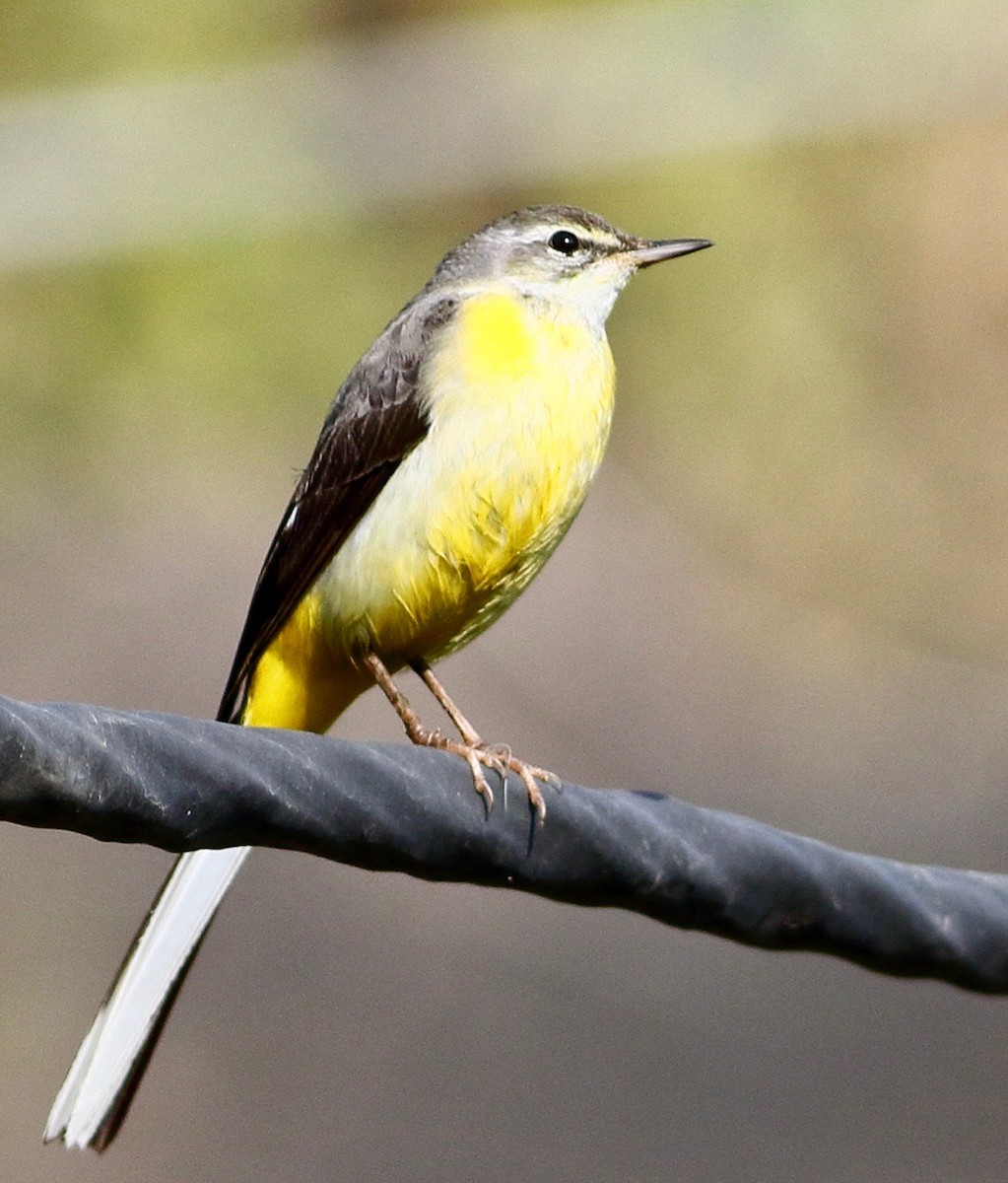 Gebirgsstelze - ML646241839