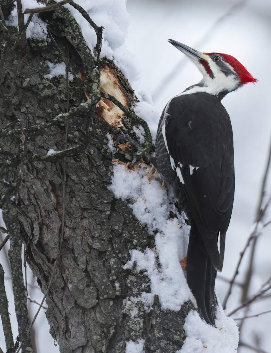 Helmspecht - ML646241840