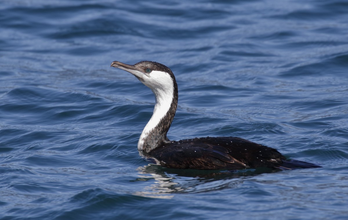 kormorán tasmánský - ML646241841