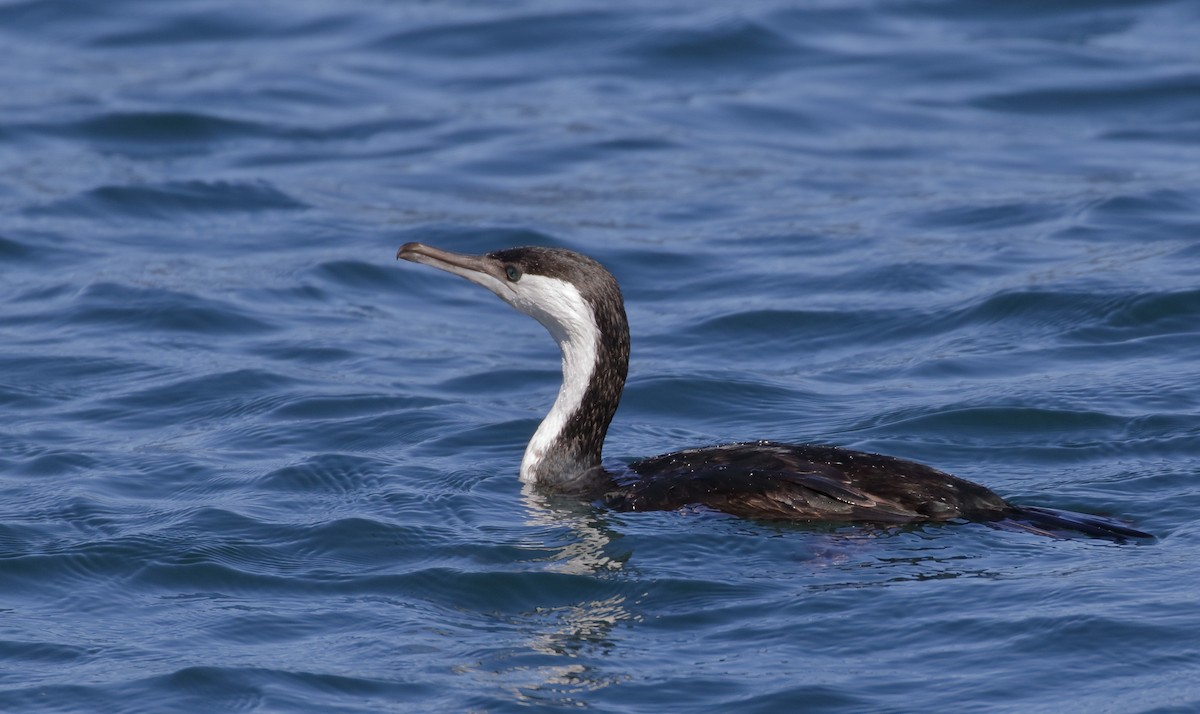 kormorán tasmánský - ML646241844