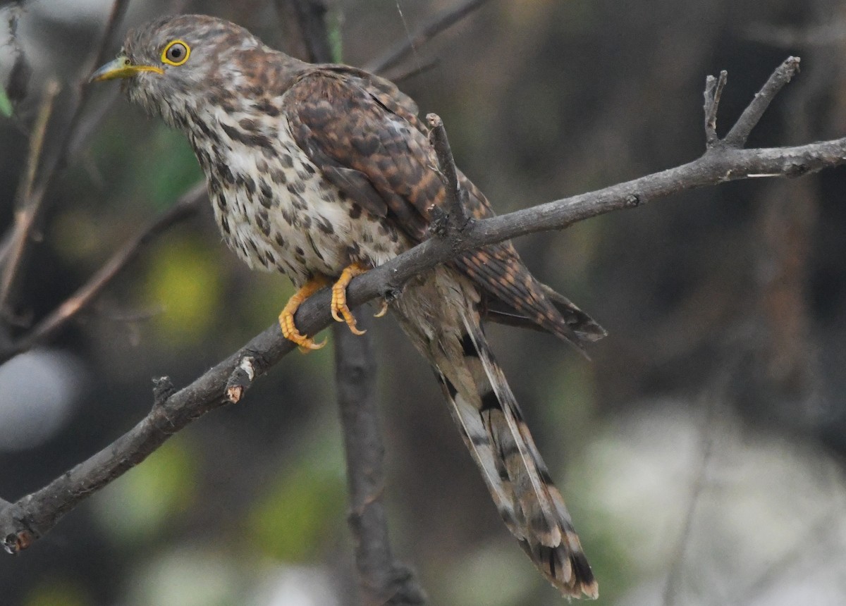 Wechselkuckuck - ML646241845