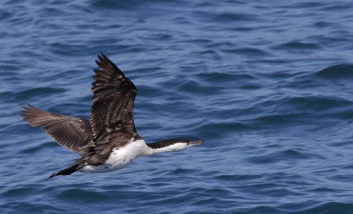 kormorán tasmánský - ML646241846