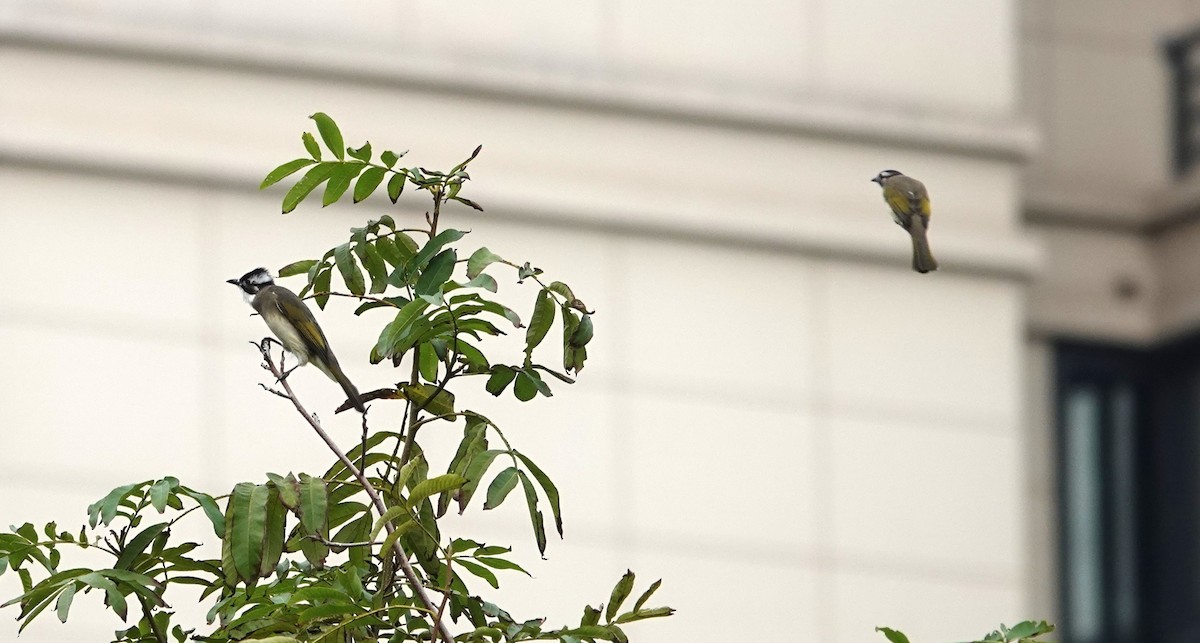 Chinabülbül - ML646241847