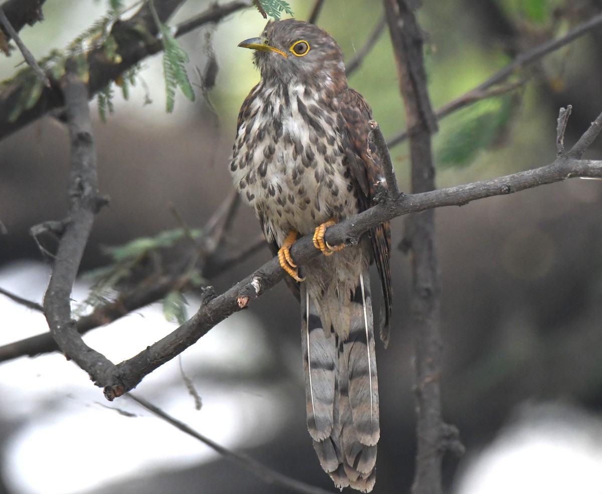 Wechselkuckuck - ML646241848