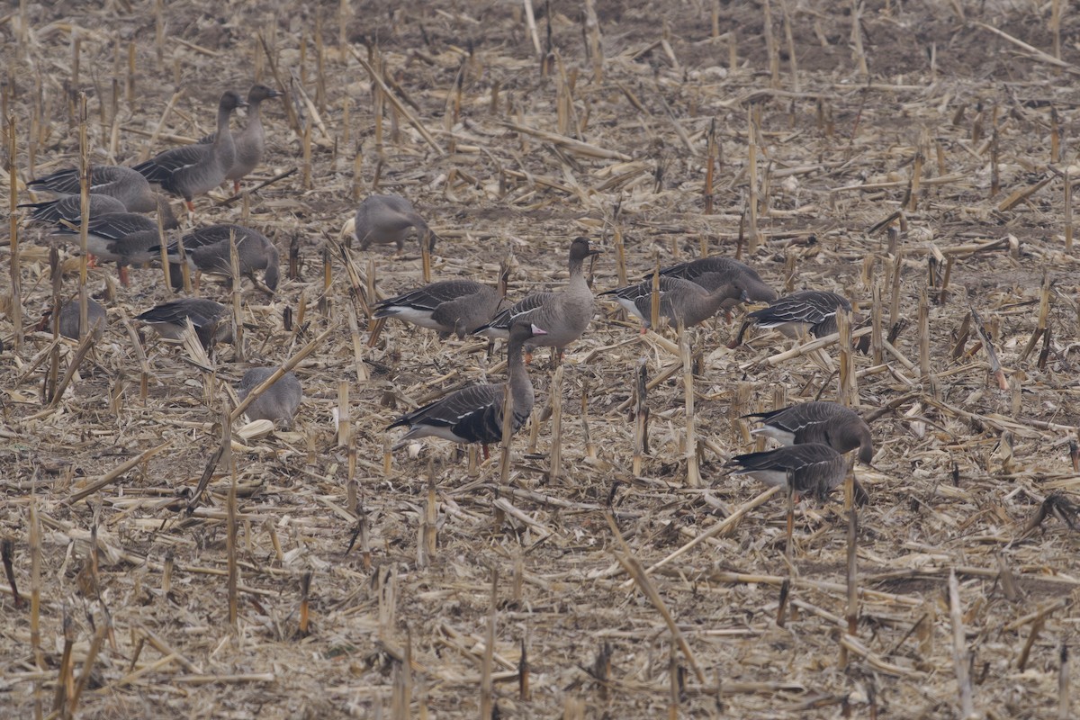 Blässgans (albifrons) - ML646241849