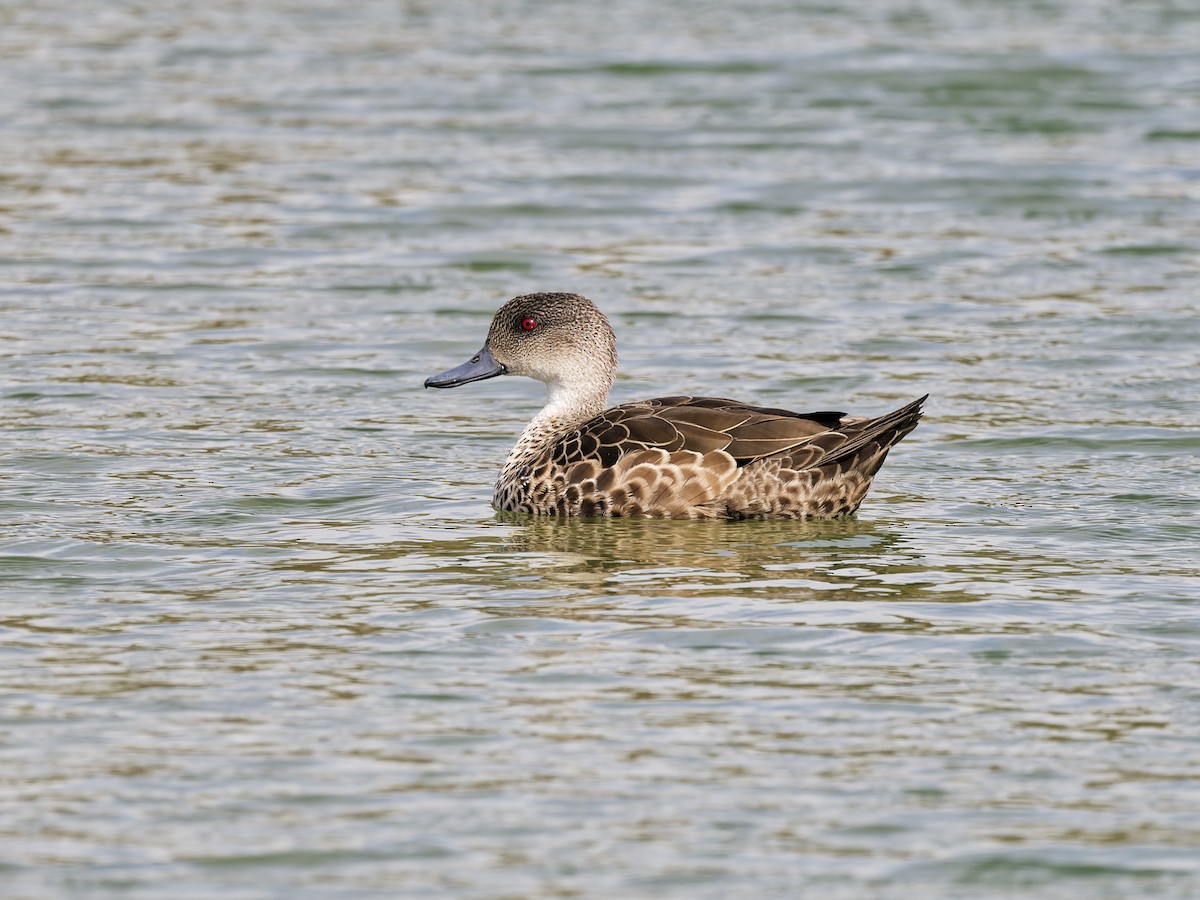 Australente - ML646241851