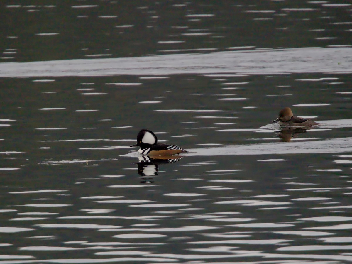 Hooded Merganser - ML646241852