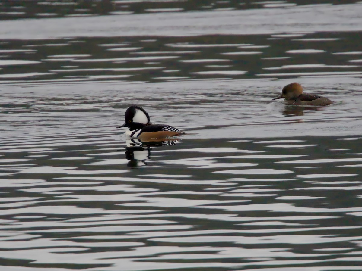 Hooded Merganser - ML646241853
