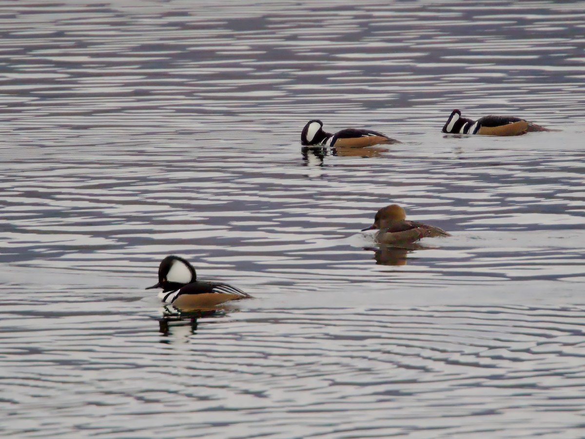 Kappensäger - ML646241854