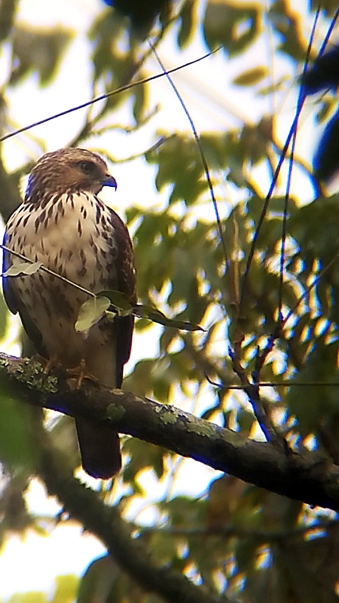 Breitflügelbussard - ML646241855