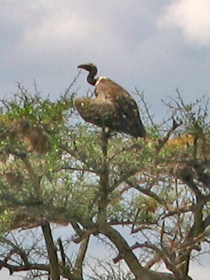 Weißrückengeier - ML646241856