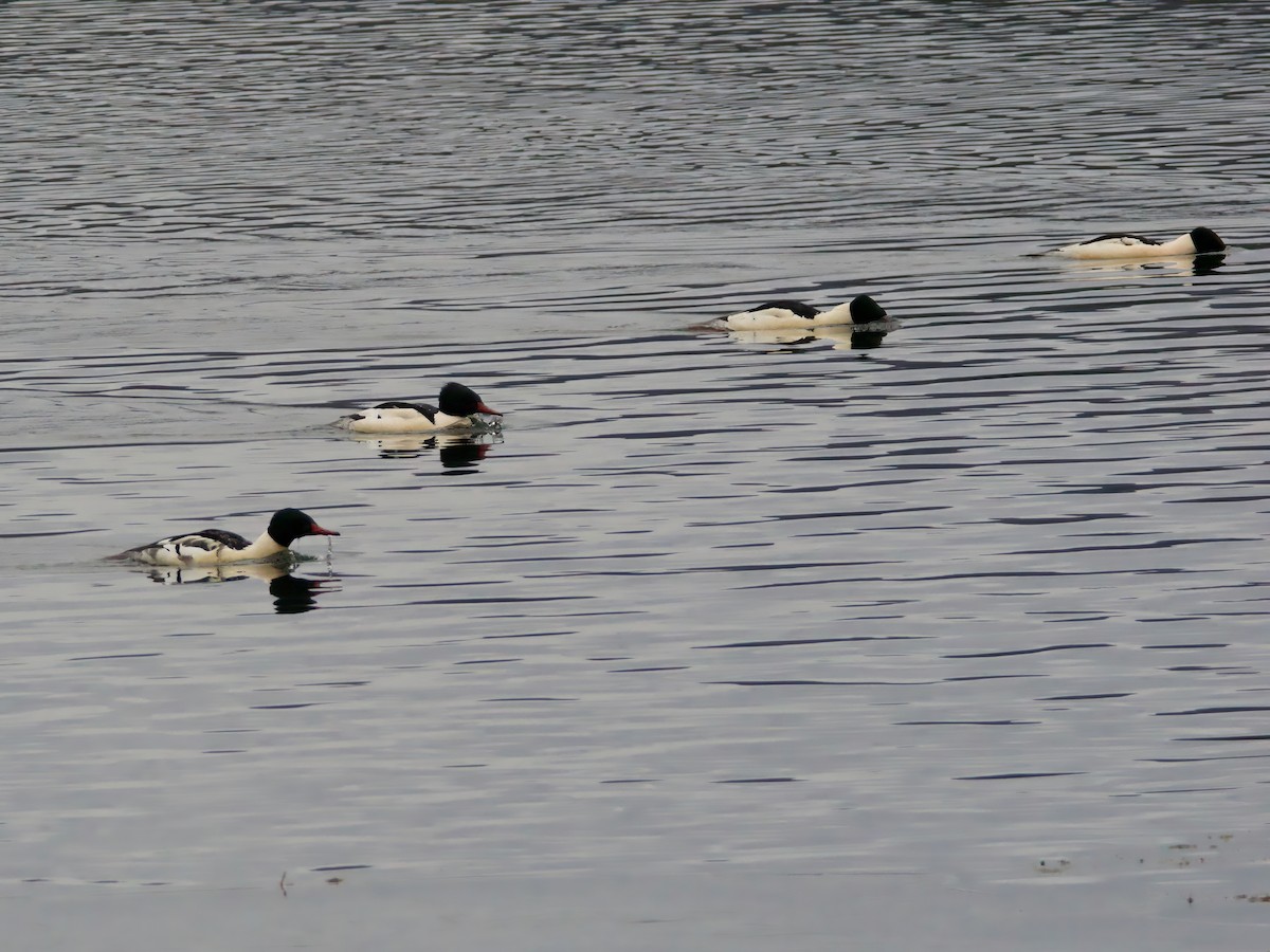 Common Merganser - ML646241861