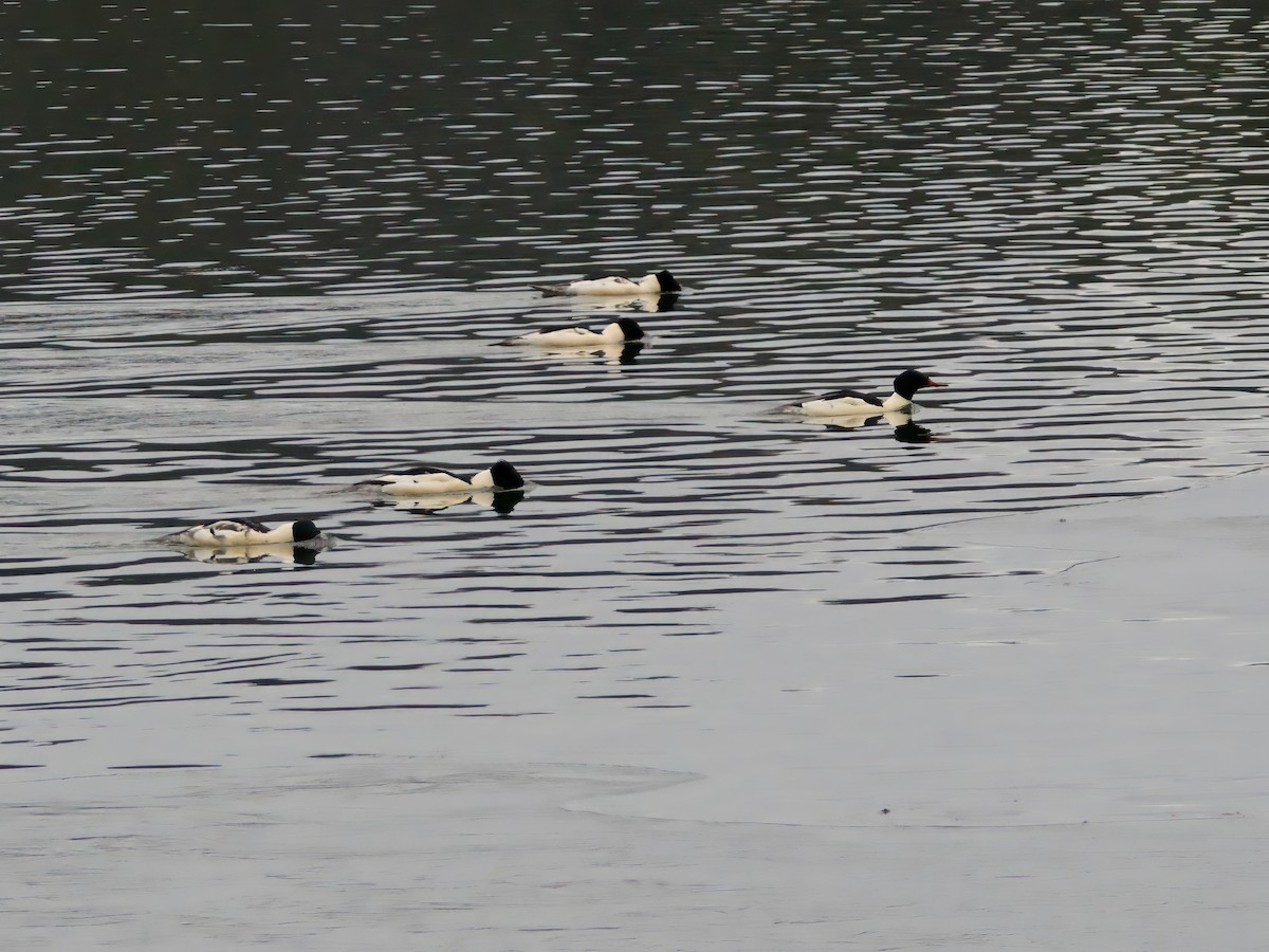 Common Merganser - ML646241862