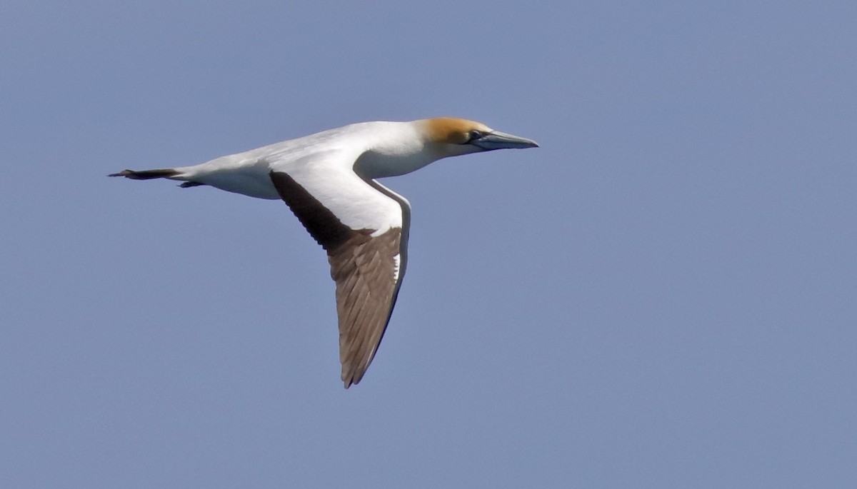 Australasian Gannet - ML646241863