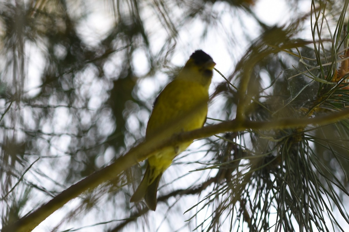 Black-chinned Siskin - ML646241864