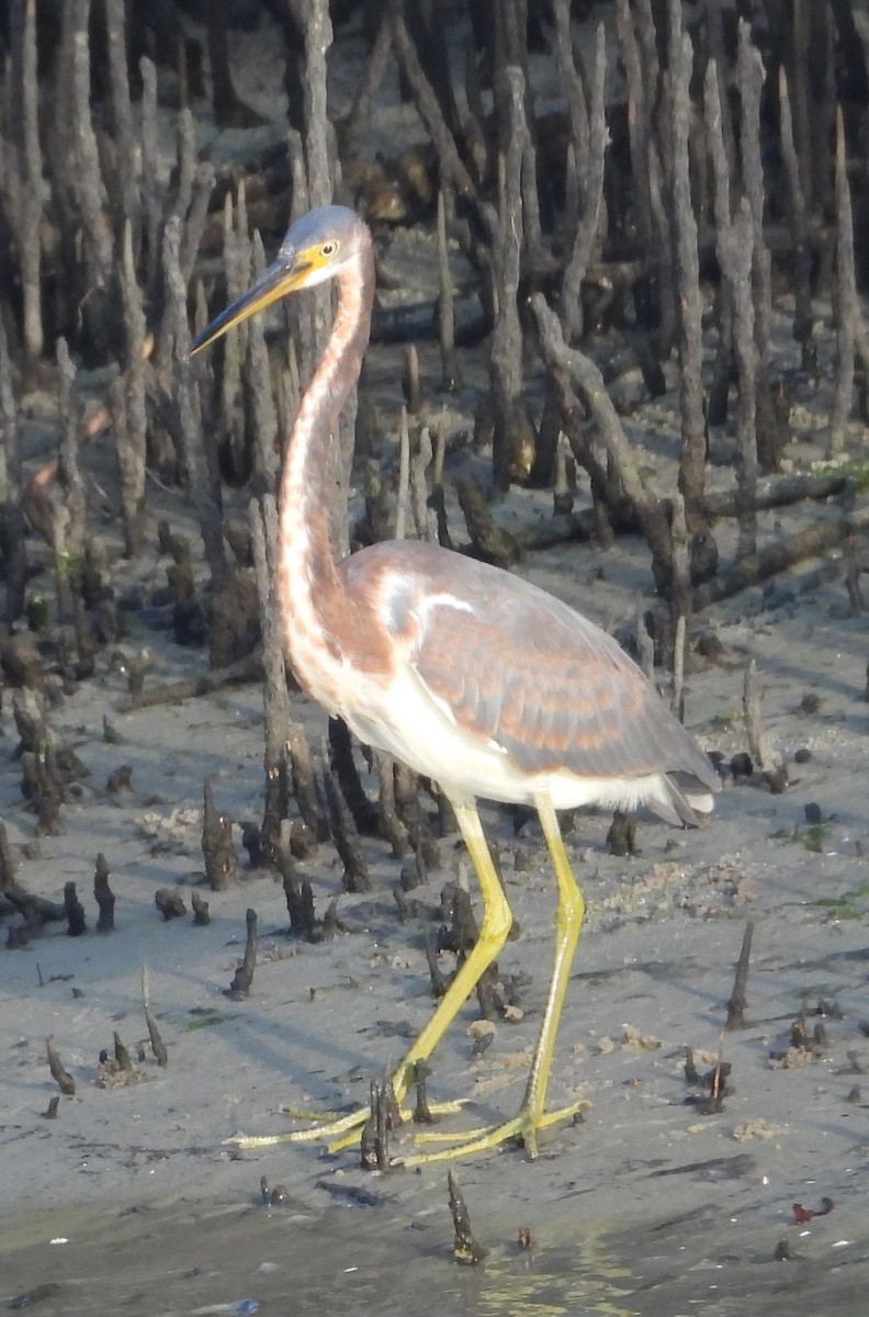Tricolored Heron - ML646241865