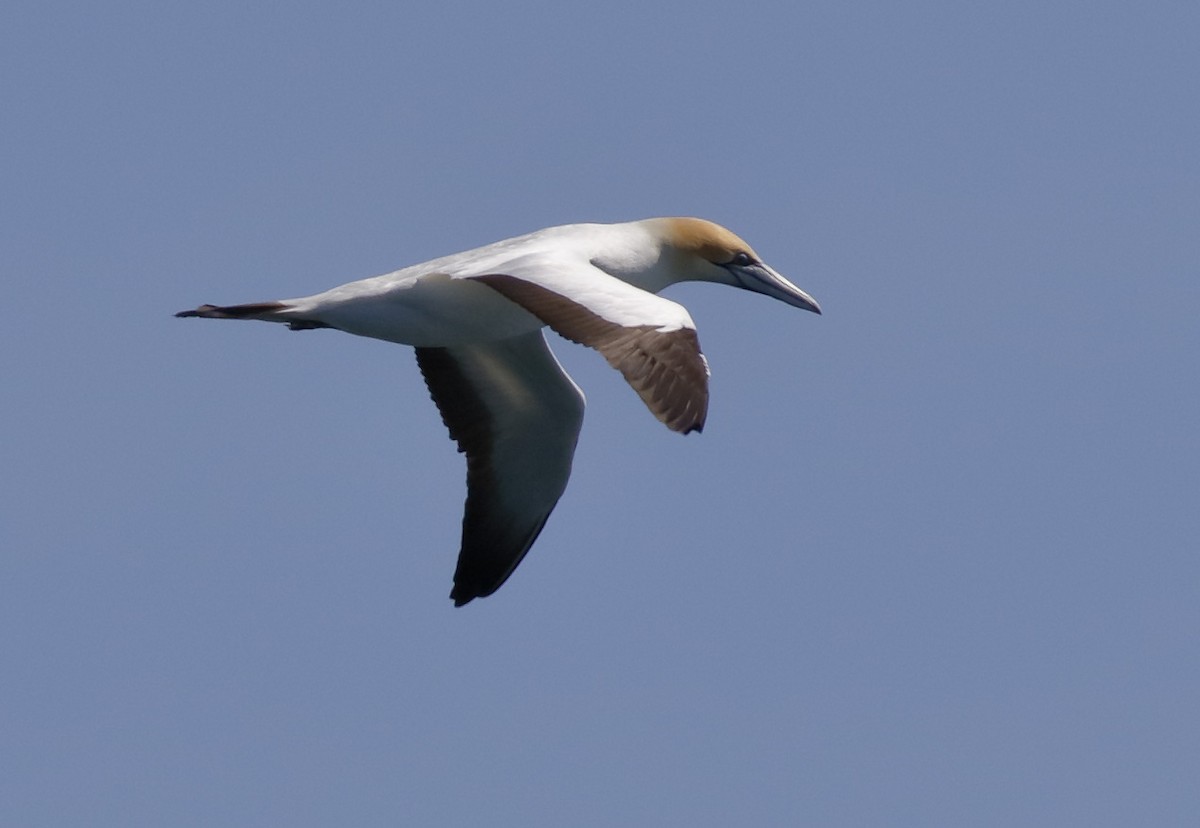 Australasian Gannet - ML646241866