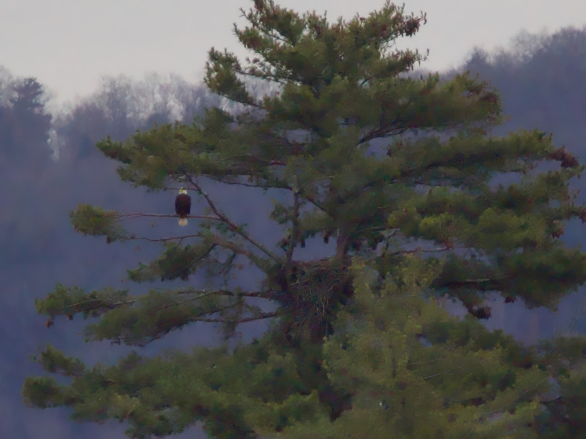 Bald Eagle - ML646241871