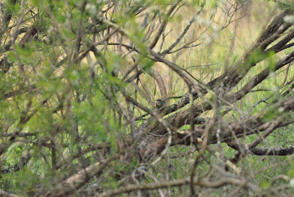 White-browed Scrubwren - ML646241876