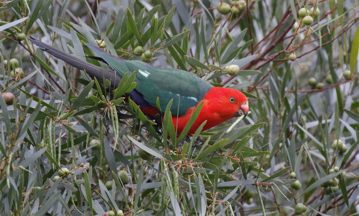Australian King-Parrot - ML646241878
