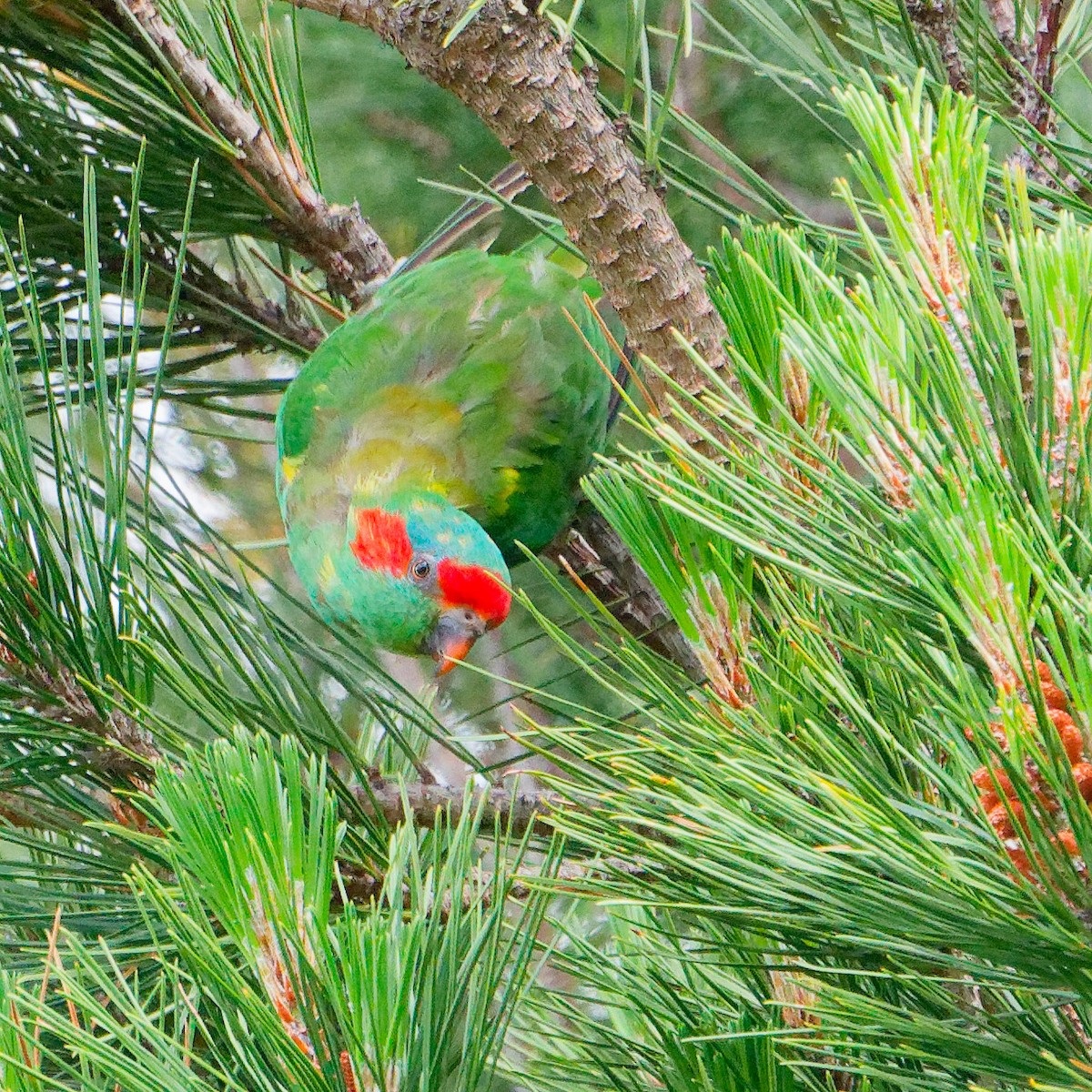 Musk Lorikeet - ML646241879