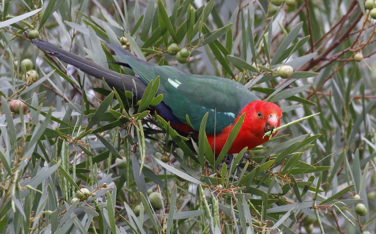 Australian King-Parrot - ML646241881