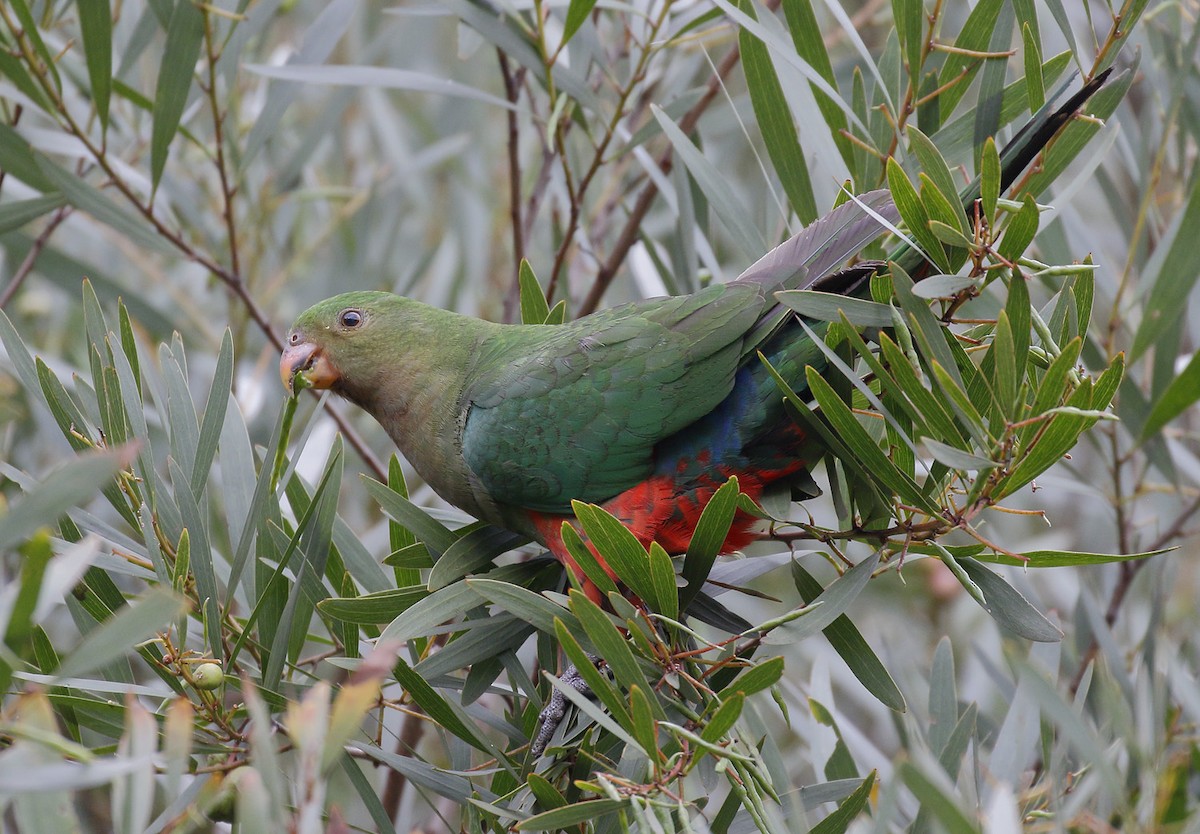 Australian King-Parrot - ML646241885
