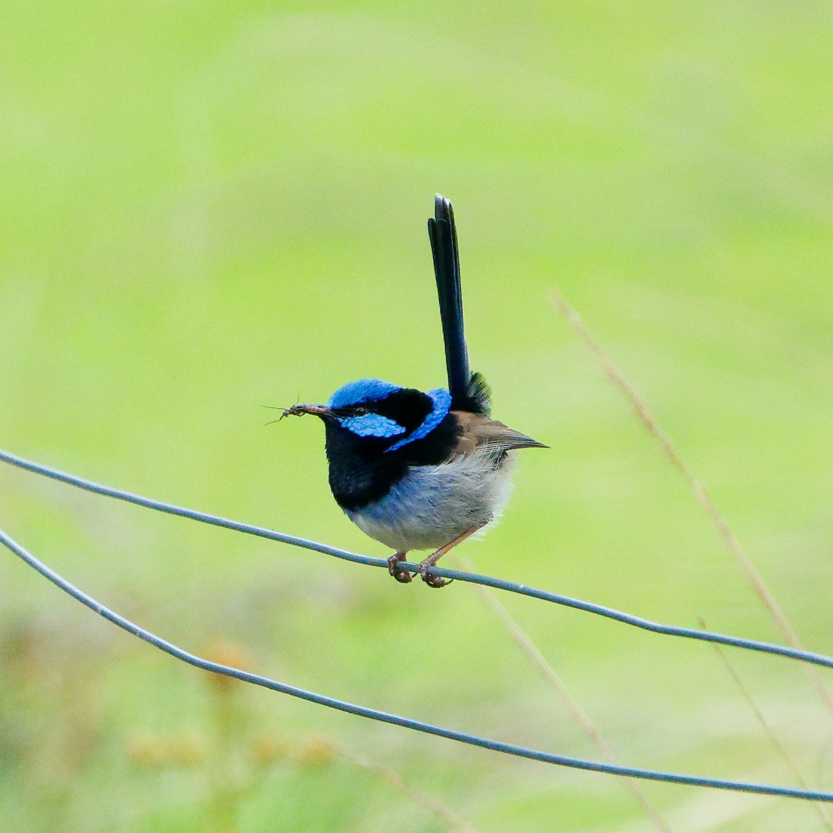 Superb Fairywren - ML646241886