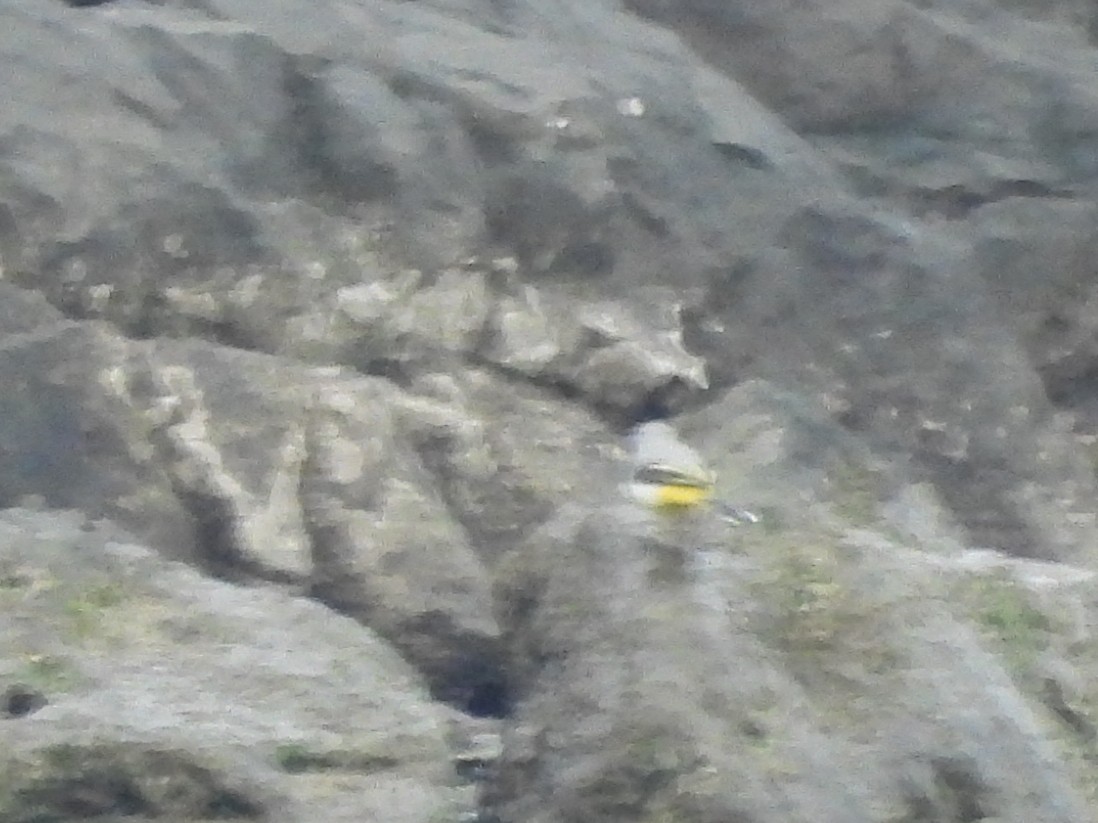 Gray Wagtail - ML646241888