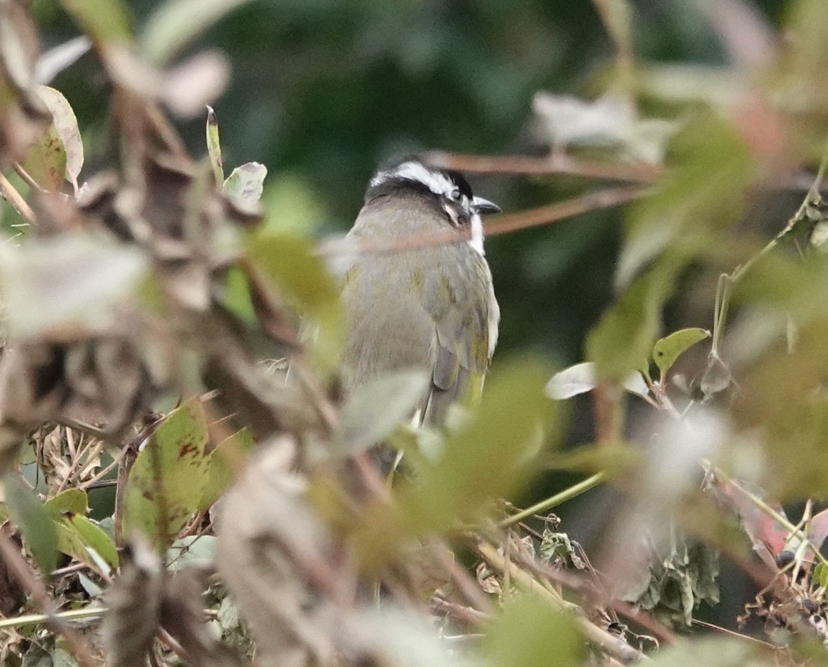 Light-vented Bulbul - ML646241892