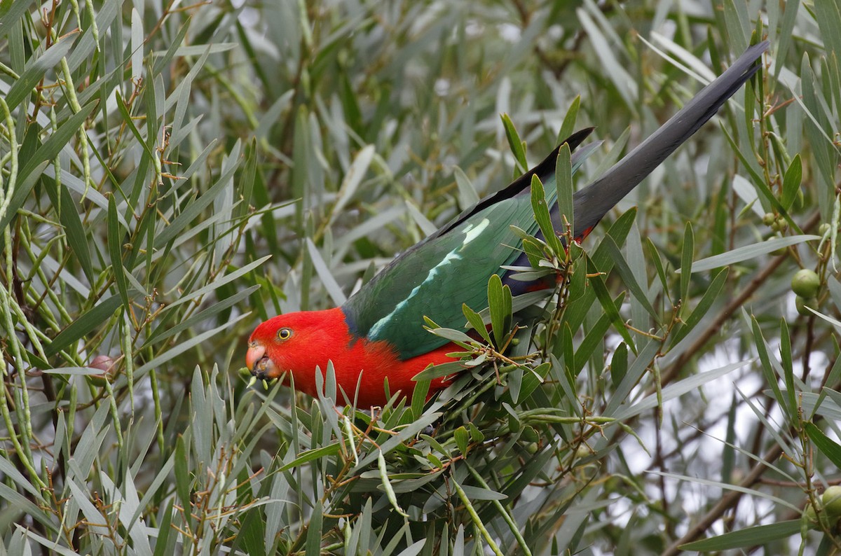 Australian King-Parrot - ML646241893