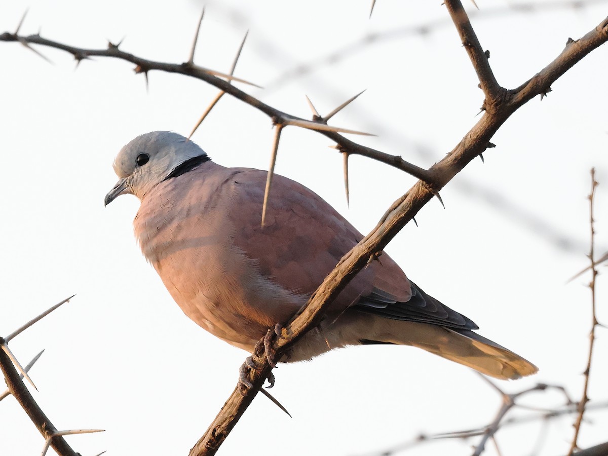 Red Collared-Dove - ML646241895