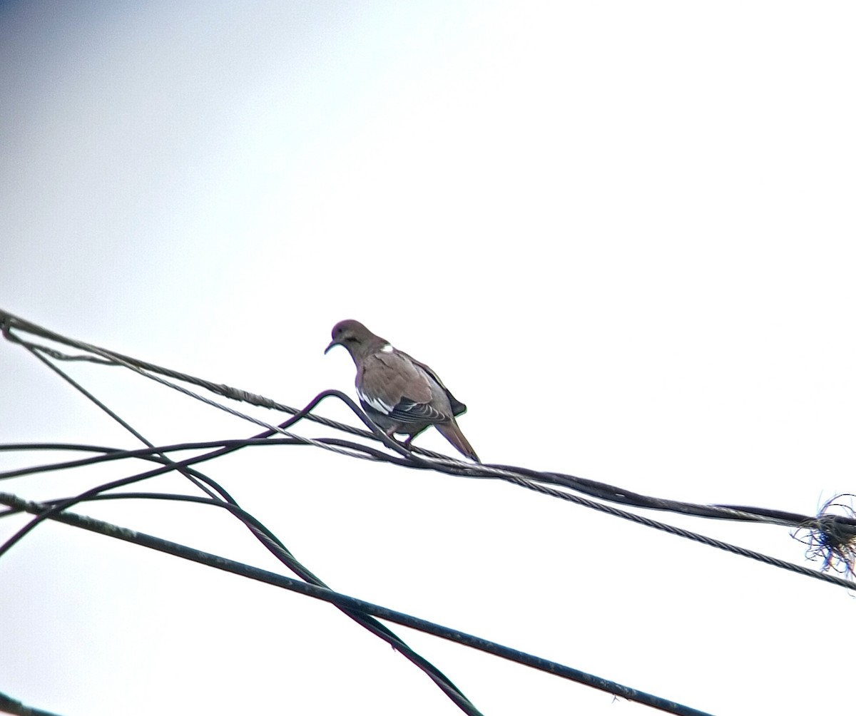 White-winged Dove - ML646241896