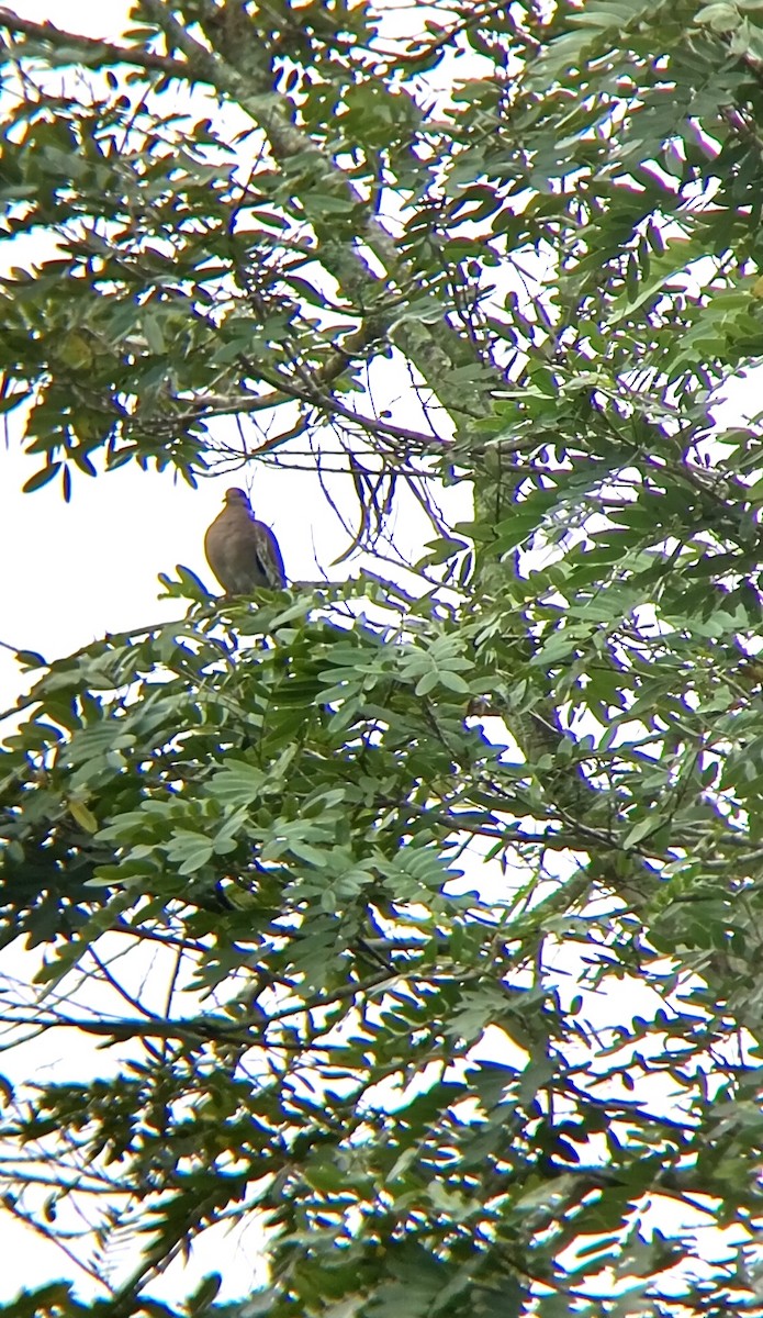 White-winged Dove - ML646241897