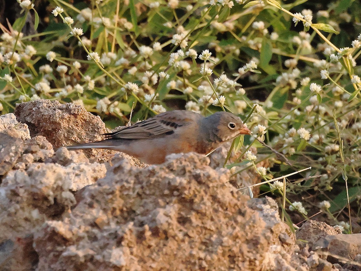 Gray-necked Bunting - ML646241905