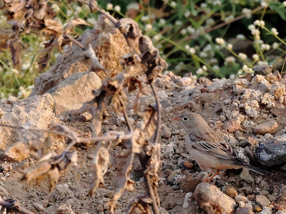 Gray-necked Bunting - ML646241906