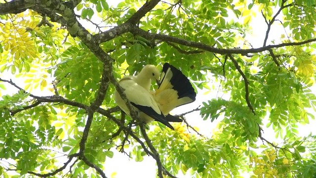Pied Imperial-Pigeon - ML646241914