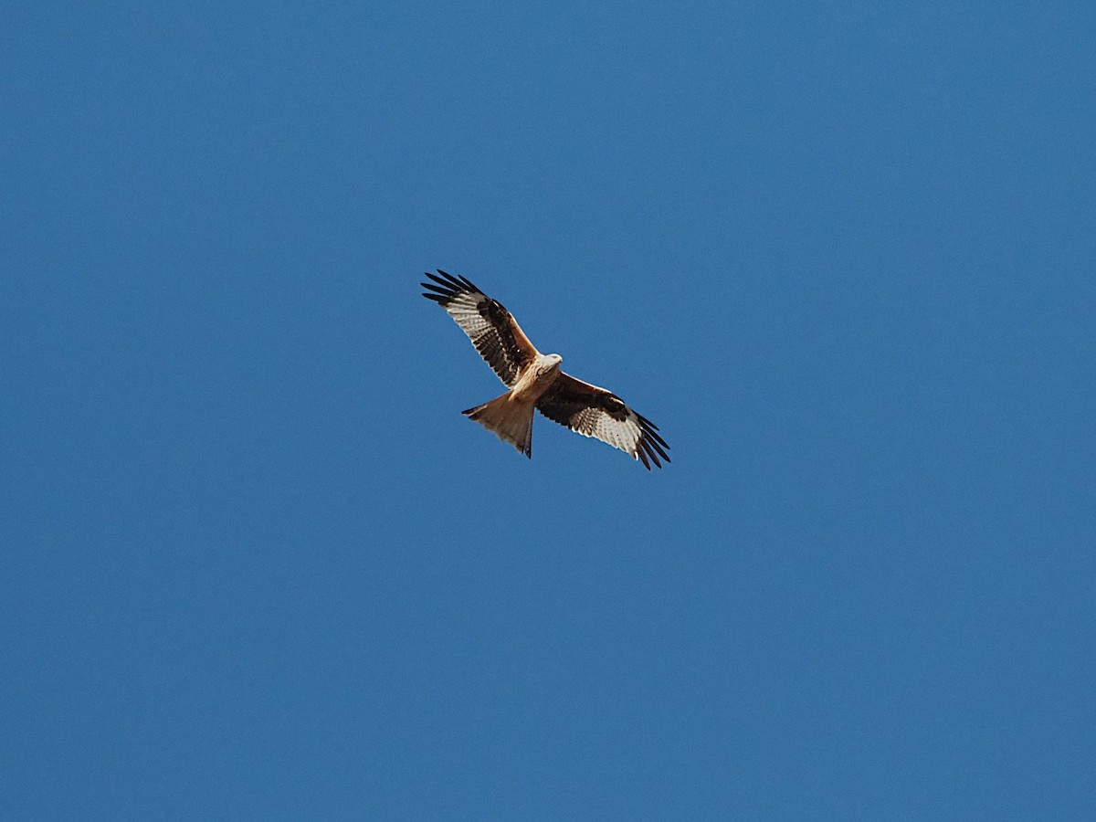 Red Kite - ML646241916