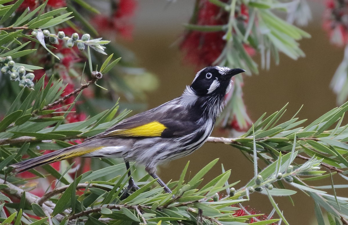New Holland Honeyeater - ML646241923
