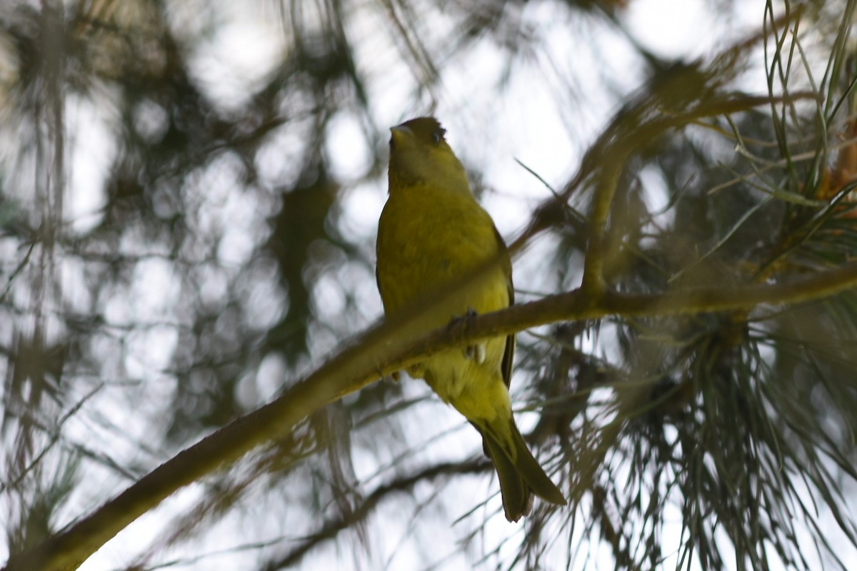 Black-chinned Siskin - ML646241925