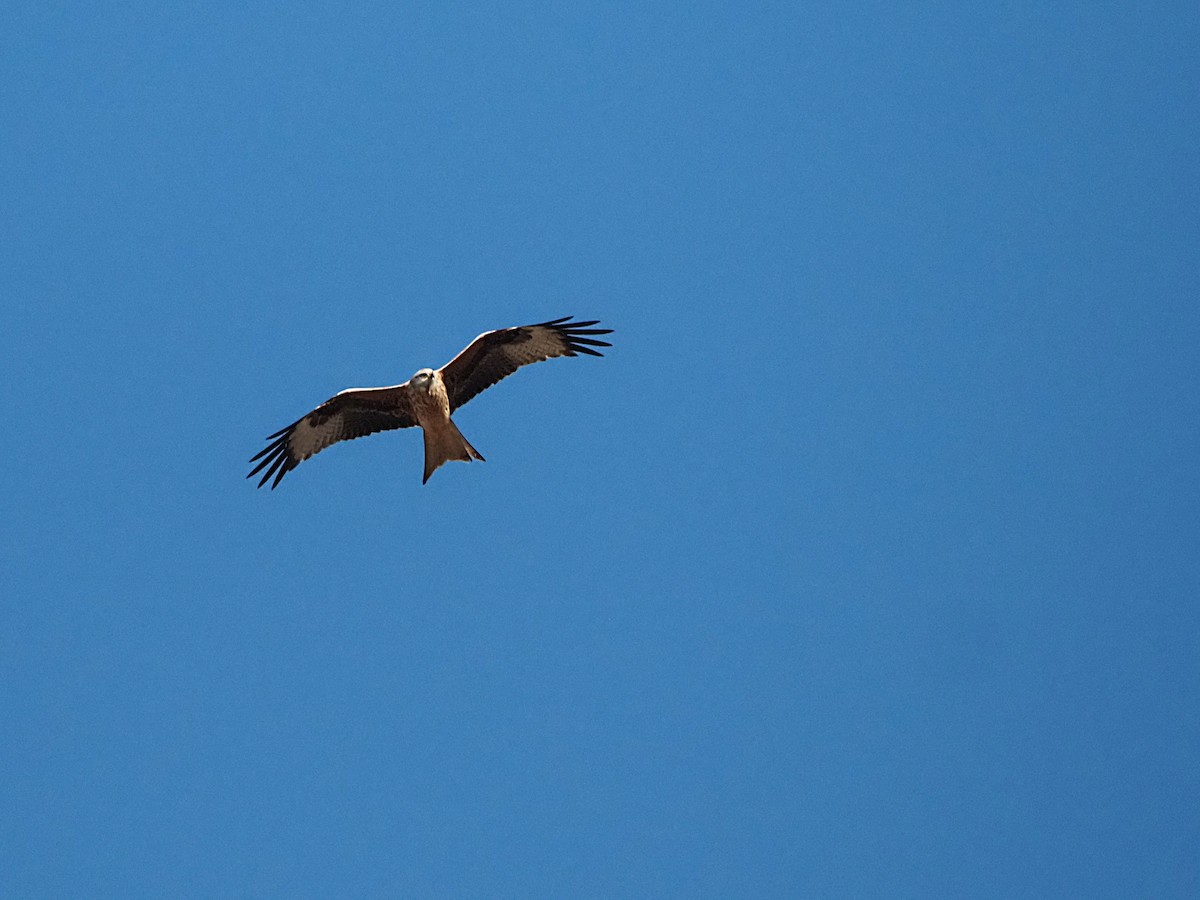 Red Kite - ML646241928