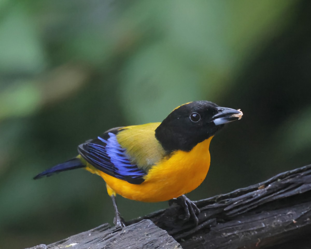 クロアゴヤマフウキンチョウ - ML646241934