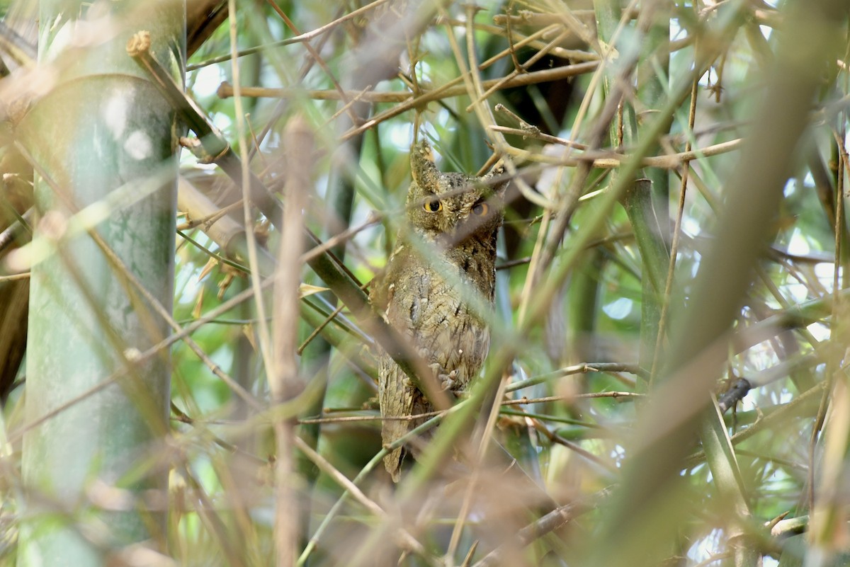 Oriental Scops-Owl - ML646241937