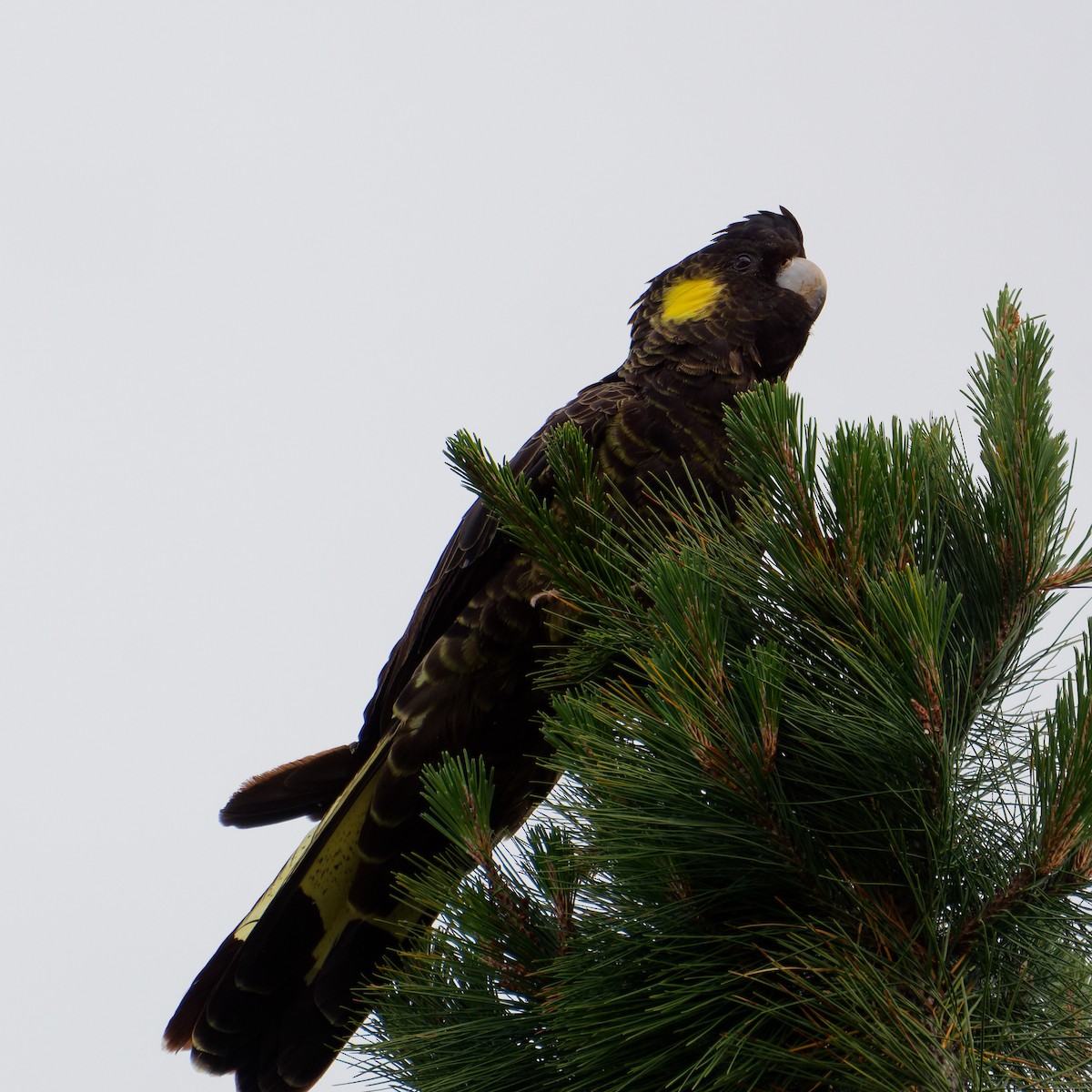 Yellow-tailed Black-Cockatoo - ML646241938